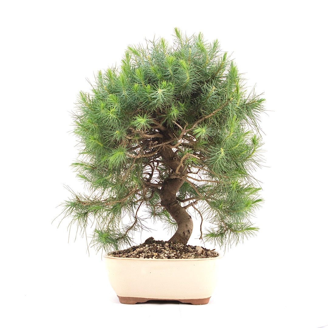 Aleppo-Kiefer 'Pinus halepensis'